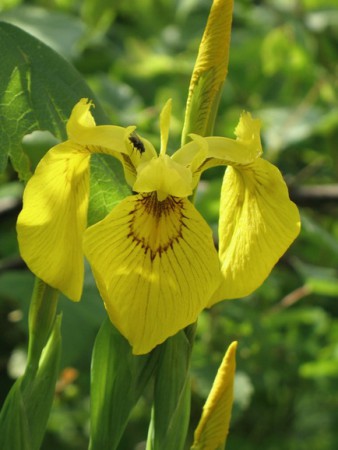ИРИС МААКА (Iris maackii) 